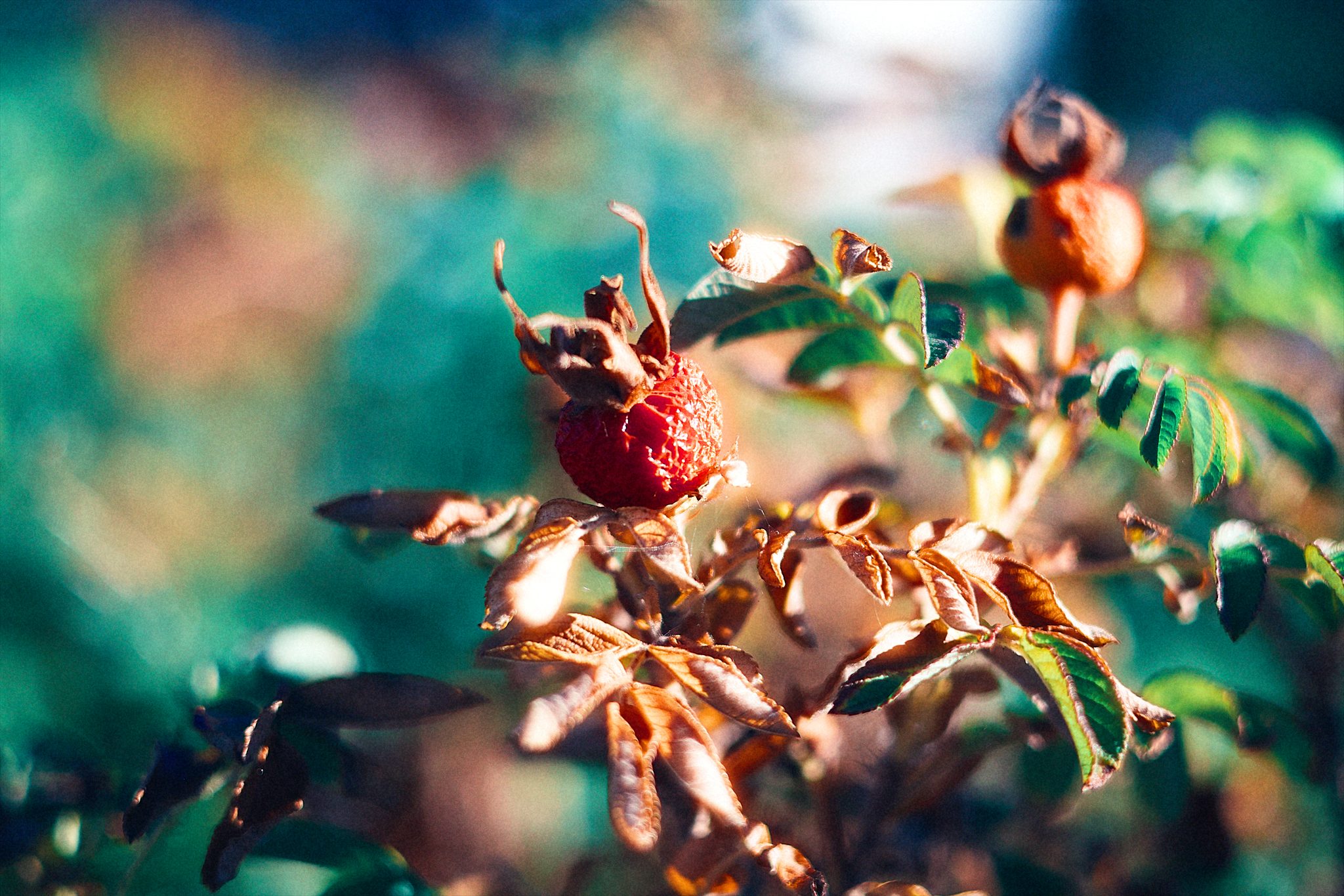 Rose hips in late sun, warm red against teal leaves, edited in Eras